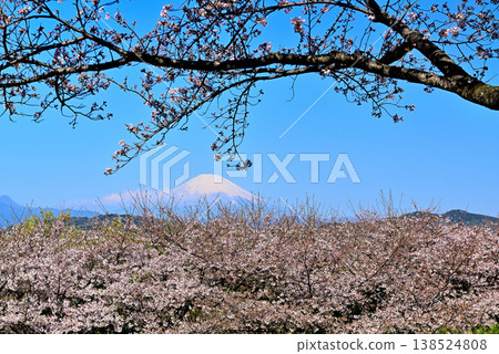 神奈川縣東山公園的春天:櫻花、油菜花和富士山。 神奈川縣東山公園的春天:櫻花、油菜花和富士山。 138524808