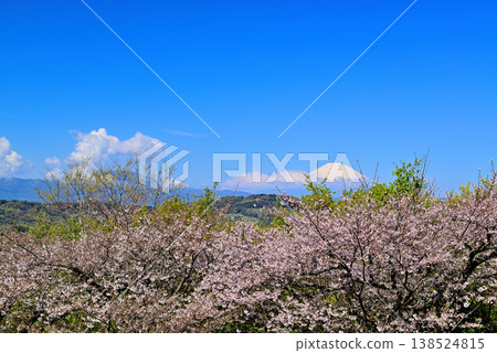 Springtime at Azumayama Park, Kanagawa Prefecture: Cherry blossoms, rapeseed flowers, and Mount Fuji. Springtime at Azumayama Park, Kanagawa Prefecture: Cherry blossoms, rapeseed flowers, and Mount Fuji. 138524815