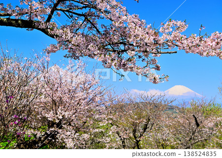 神奈川縣東山公園的春天:櫻花、油菜花和富士山。 神奈川縣東山公園的春天:櫻花、油菜花和富士山。 138524835