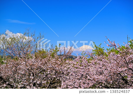 神奈川縣東山公園的春天:櫻花、油菜花和富士山。 神奈川縣東山公園的春天:櫻花、油菜花和富士山。 138524837