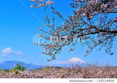 神奈川縣東山公園的春天:櫻花、油菜花和富士山。 神奈川縣東山公園的春天:櫻花、油菜花和富士山。 138524900