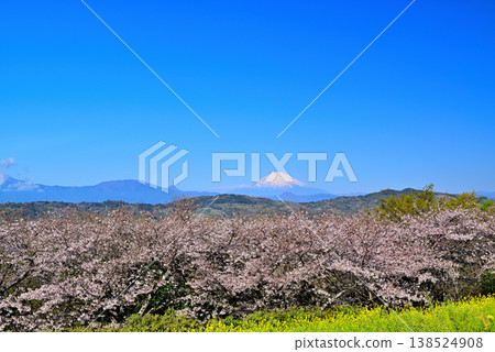 神奈川縣東山公園的春天:櫻花、油菜花和富士山。 神奈川縣東山公園的春天:櫻花、油菜花和富士山。 138524908