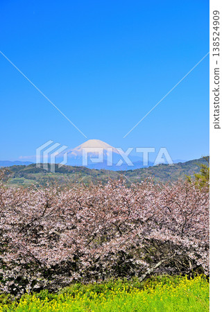 神奈川縣東山公園的春天:櫻花、油菜花和富士山。 神奈川縣東山公園的春天:櫻花、油菜花和富士山。 138524909