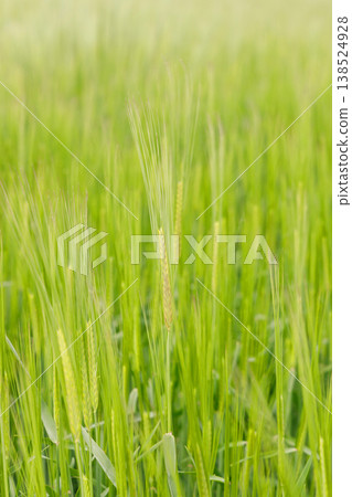 barley grass spikes barley grass spikes 138524928
