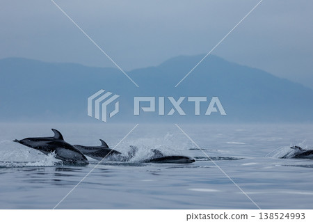 初夏時節，在陸奧灣（青森縣脅之澤市）可以看到一群太平洋白側海豚。 138524993