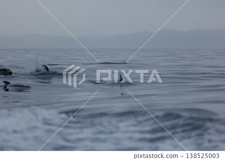 A school of Pacific white-sided dolphins can be seen in Mutsu Bay in early summer (Wakinozawa, Aomori Prefecture). 138525003
