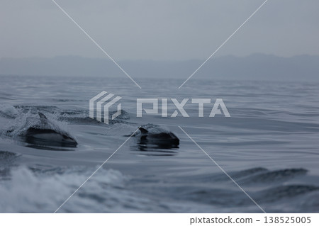 初夏時節，在陸奧灣（青森縣脅之澤市）可以看到一群太平洋白側海豚。 138525005