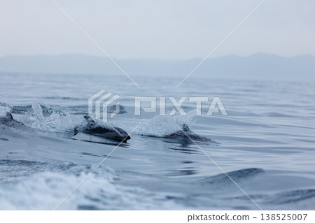 初夏時節，在陸奧灣（青森縣脅之澤市）可以看到一群太平洋白側海豚。 138525007