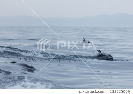 初夏時節，在陸奧灣（青森縣脅之澤市）可以看到一群太平洋白側海豚。 138525009