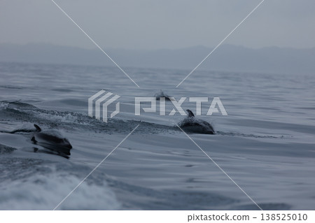 A school of Pacific white-sided dolphins can be seen in Mutsu Bay in early summer (Wakinozawa, Aomori Prefecture). A school of Pacific white-sided dolphins can be seen in Mutsu Bay in early summer (Wakinozawa, Aomori Prefecture). 138525010
