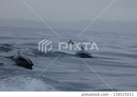 A school of Pacific white-sided dolphins can be seen in Mutsu Bay in early summer (Wakinozawa, Aomori Prefecture). A school of Pacific white-sided dolphins can be seen in Mutsu Bay in early summer (Wakinozawa, Aomori Prefecture). 138525011