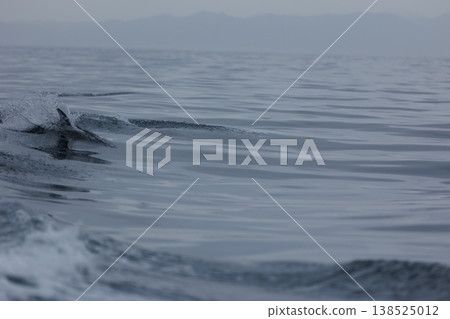 A school of Pacific white-sided dolphins can be seen in Mutsu Bay in early summer (Wakinozawa, Aomori Prefecture). 138525012