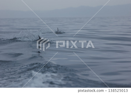 初夏時節，在陸奧灣（青森縣脅之澤市）可以看到一群太平洋白側海豚。 138525013