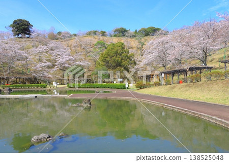 Cherry blossoms in full bloom (Kichiroku Land, Usuki City) Cherry blossoms in full bloom (Kichiroku Land, Usuki City) 138525048