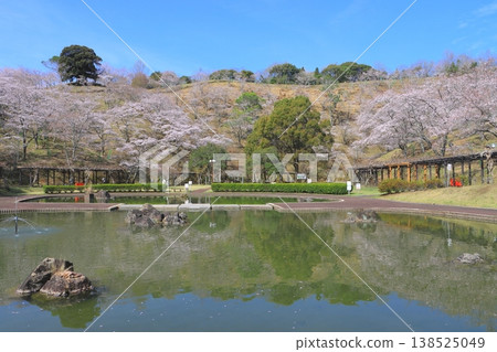 Cherry blossoms in full bloom (Kichiroku Land, Usuki City) Cherry blossoms in full bloom (Kichiroku Land, Usuki City) 138525049