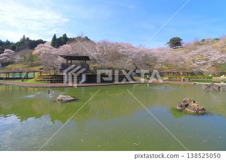 櫻花盛開（吉六樂園，臼杵市） 138525050