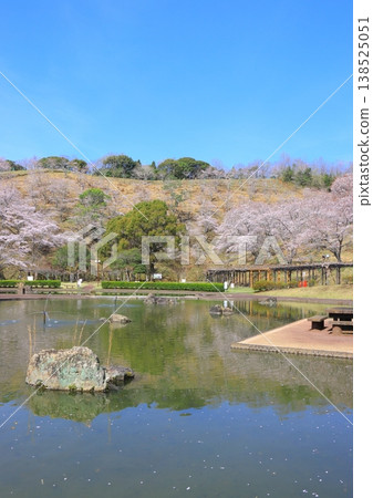 Cherry blossoms in full bloom (Kichiroku Land, Usuki City, vertical composition) Cherry blossoms in full bloom (Kichiroku Land, Usuki City, vertical composition) 138525051