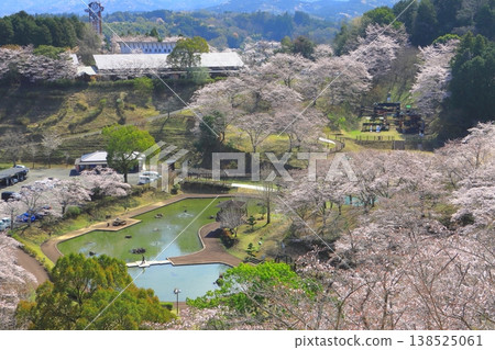 Cherry blossoms in full bloom (Kichiroku Land, Usuki City) Cherry blossoms in full bloom (Kichiroku Land, Usuki City) 138525061