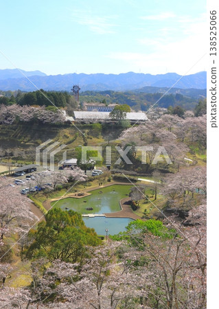 盛開的櫻花（吉六樂園，臼杵市，豎幅構圖） 138525066