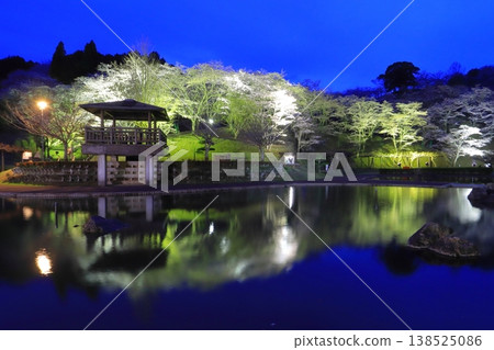 Cherry blossoms in full bloom (illuminated at Kichiroku Land, Usuki City) Cherry blossoms in full bloom (illuminated at Kichiroku Land, Usuki City) 138525086