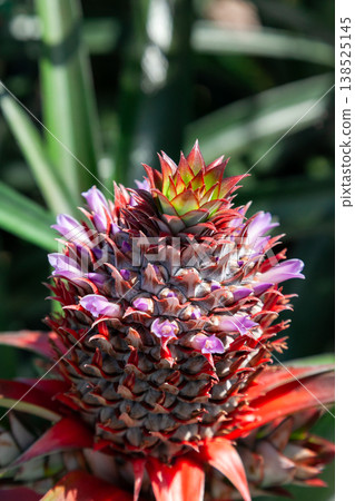 Pineapple flowers Pineapple flowers 138525145