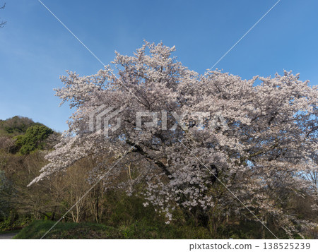 Blue sky and cherry blossoms in full bloom 138525239