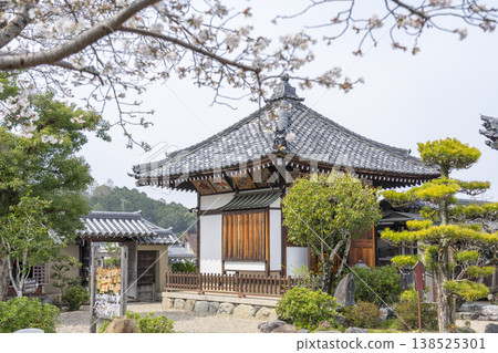 Asuka-dera Temple, Shii-den Hall, cherry blossoms in full bloom (Asuka Village, Nara Prefecture) 138525301