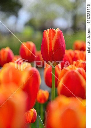 Red tulip Red tulip 138525326