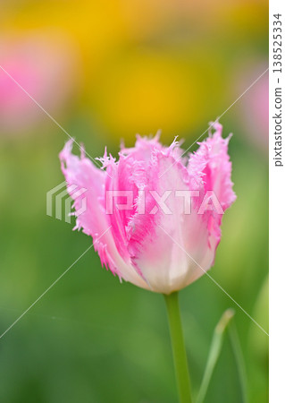 Beautiful pink tulip flowers Beautiful pink tulip flowers 138525334