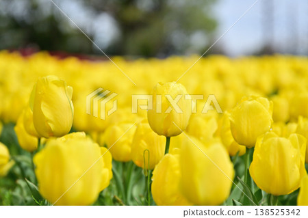 Yellow tulip Yellow tulip 138525342