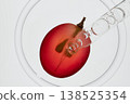 Pipette collecting serum from sliced red grape in clear petri dish 138525354