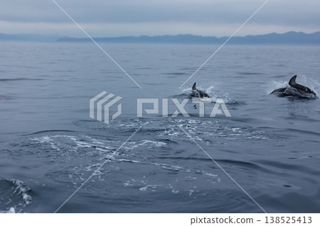 Dolphin watching tour of Mutsu Bay by chartered fishing boat (Aomori Prefecture) Dolphin watching tour of Mutsu Bay by chartered fishing boat (Aomori Prefecture) 138525413