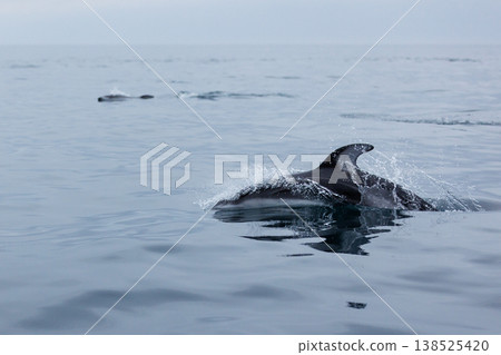 Dolphin watching tour of Mutsu Bay by chartered fishing boat (Aomori Prefecture) 138525420