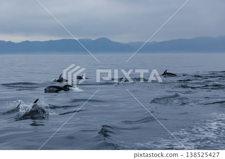 搭乘包租漁船遊覽陸奧灣觀賞海豚(青森縣) 搭乘包租漁船遊覽陸奧灣觀賞海豚(青森縣) 138525427