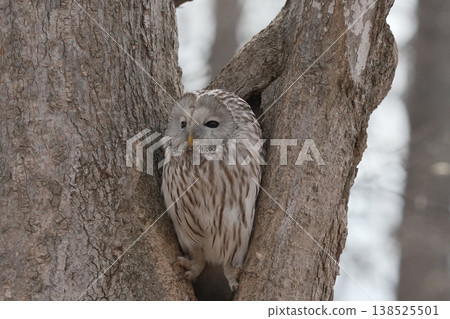 Scenery with the Ezo Owl 138525501