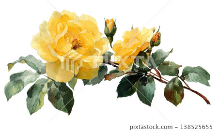 Watercolor blooming yellow rose branch botanical clip art illustration isolated on white background Watercolor blooming yellow rose branch botanical clip art illustration isolated on white background 138525655