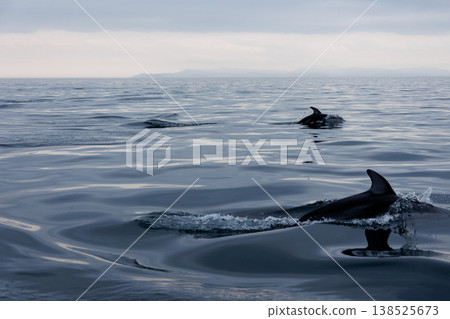 初夏的象徵：陸奧灣（青森縣）的海豚 138525673
