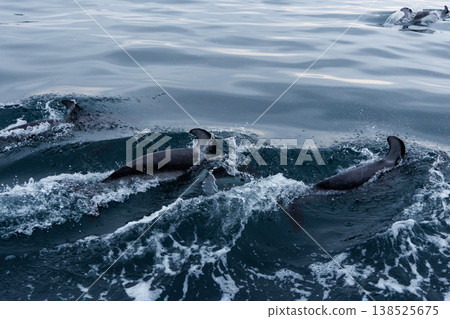 初夏的象徵:陸奧灣(青森縣)的海豚 初夏的象徵:陸奧灣(青森縣)的海豚 138525675