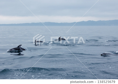 初夏的象徵：陸奧灣（青森縣）的海豚 138525679