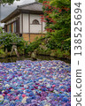 Amabiki Kannon Temple, a pond with floating hydrangeas (Sakuragawa City, Ibaraki Prefecture - a landscape of hydrangeas floating on a pond) 138525694