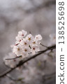 Somei Yoshino cherry blossoms in bloom at Gongendo Park in Satte City, Saitama Prefecture (close-up of cherry blossoms, vertical composition) 138525698