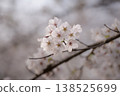 Cherry blossoms (close-up of Somei Yoshino cherry trees) at Gongendo Park in Satte City, Saitama Prefecture. 138525699
