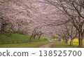 Cherry blossom tunnel and rapeseed field at Gongendo Park (Spring scenery in Satte City, Saitama Prefecture - 16:9 aspect ratio) 138525700