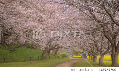 Cherry blossom tunnel and rapeseed field at Gongendo Park (Spring scenery in Satte City, Saitama Prefecture - 16:9 aspect ratio) 138525700