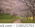 A tunnel of cherry blossoms and rapeseed flowers in Gongendo Park (Spring scenery in Satte City, Saitama Prefecture) 138525701