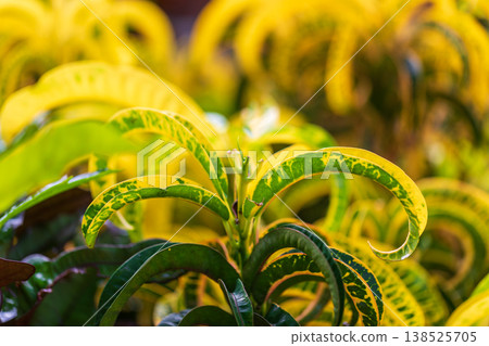 A close-up of the curves of the croton, displaying brilliant golden hues and dappled patterns. A close-up of the curves of the croton, displaying brilliant golden hues and dappled patterns. 138525705