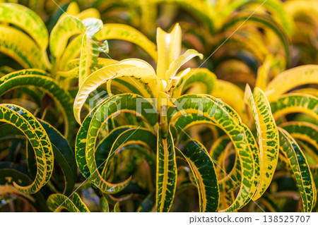 A close-up of the curves of the croton, displaying brilliant golden hues and dappled patterns. A close-up of the curves of the croton, displaying brilliant golden hues and dappled patterns. 138525707