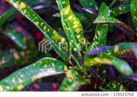 A close-up of the curves of the croton, displaying brilliant golden hues and dappled patterns. A close-up of the curves of the croton, displaying brilliant golden hues and dappled patterns. 138525708