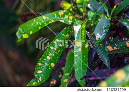 A close-up of the curves of the croton, displaying brilliant golden hues and dappled patterns. A close-up of the curves of the croton, displaying brilliant golden hues and dappled patterns. 138525709