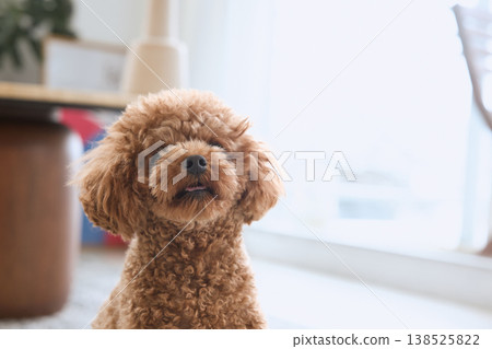 A toy poodle with its tongue sticking out by the window; a dog relaxing indoors. A toy poodle with its tongue sticking out by the window; a dog relaxing indoors. 138525822